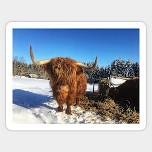 Scottish Highland Cattle Cow 1711 Sticker